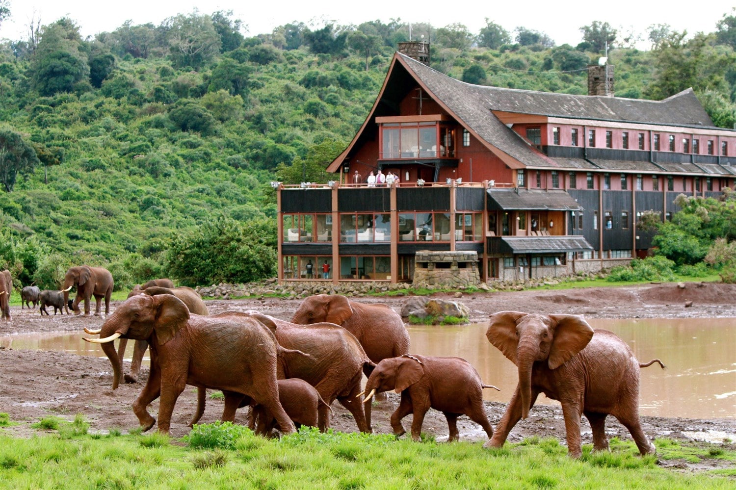 African Safari Tours