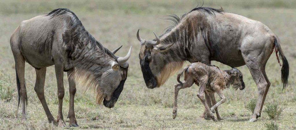 Masai Mara Safari Tours