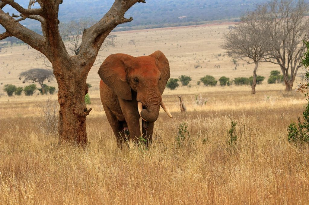 Kenya Safari Tours