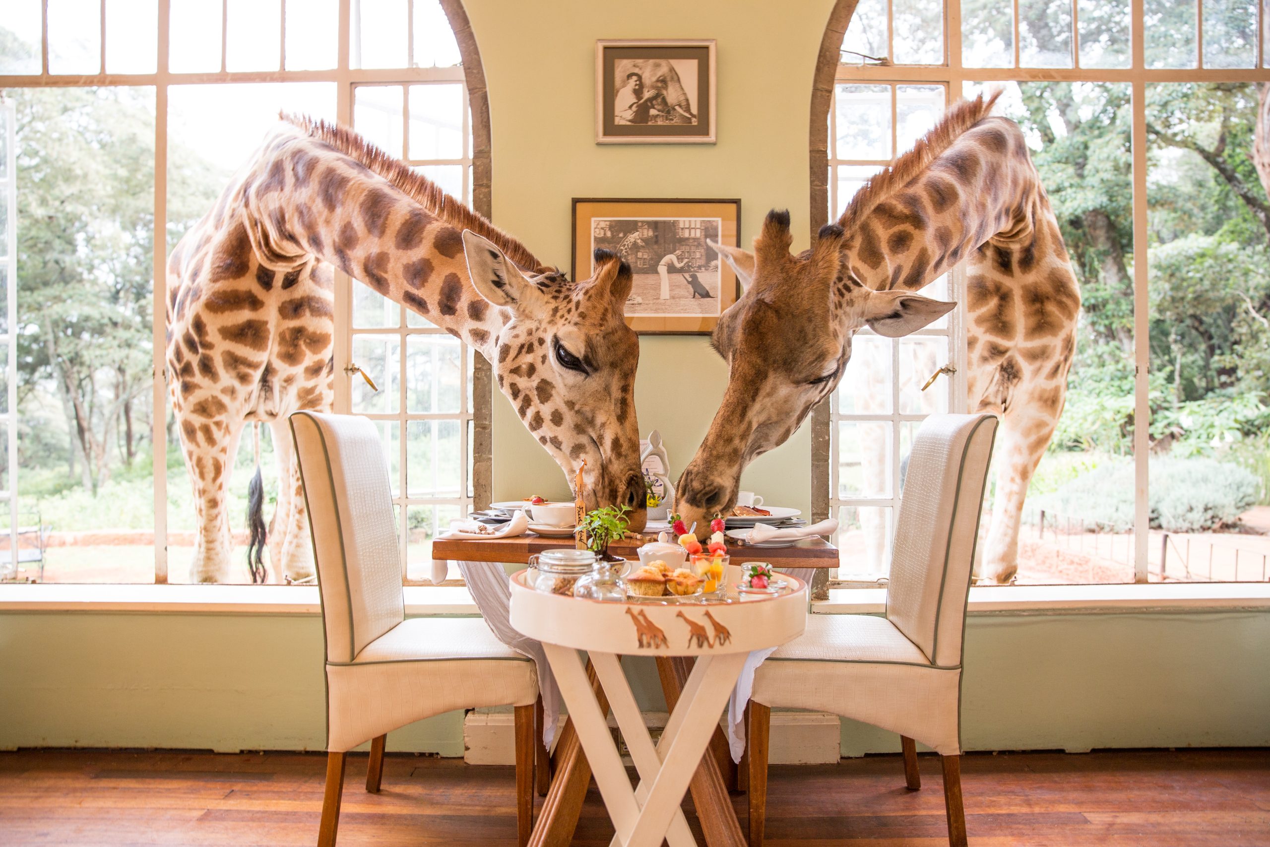 Join Us on an Unforgettable 6-Day Midrange Safari