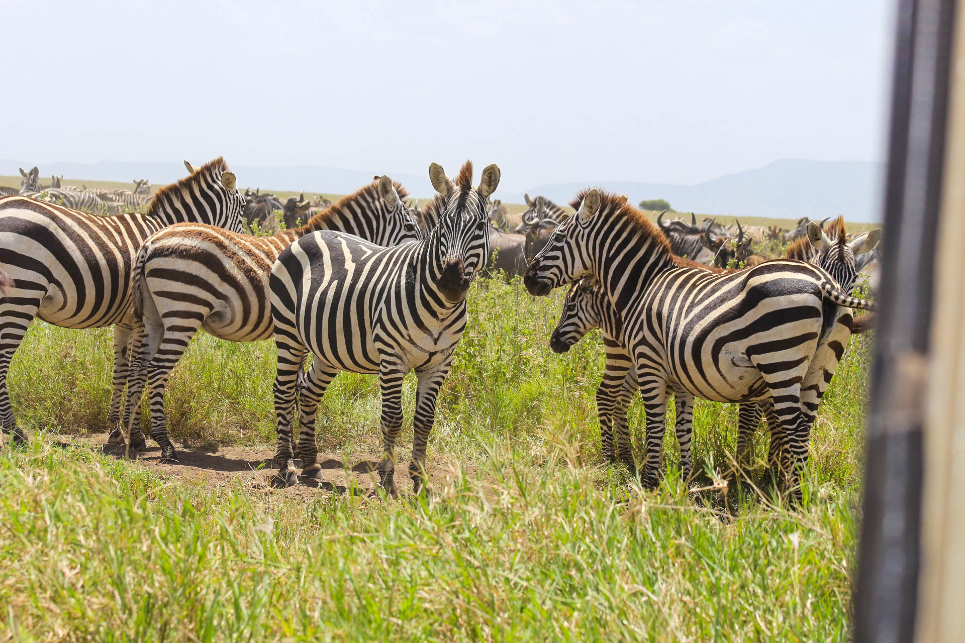 Join Us on an Unforgettable 6-Day Midrange Safari