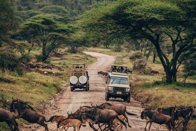 Safari in Tanzania
